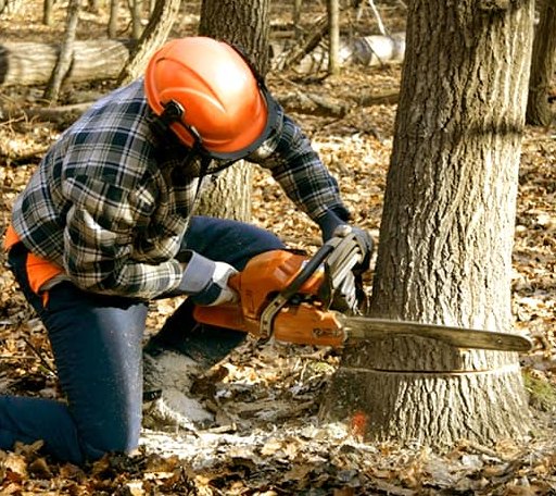 Tree Removal in Stafford, KS